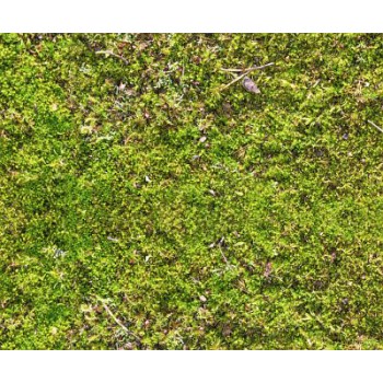 Motiv-Fotokarton Moos (L)